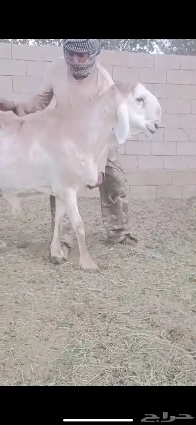 جذعات سواكن index