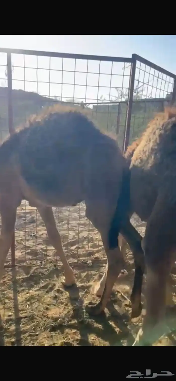 قعدان وبكار العدد 15 البع مستعجل خلال 24 ساعه بمشيئة الله 2