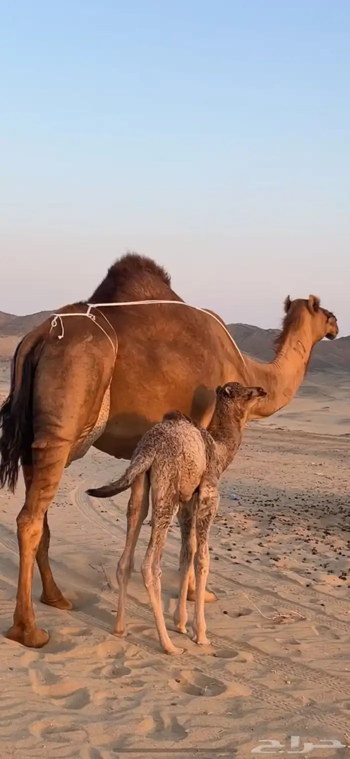 خلفه ساحليه مصغر (( تم البيع )) 2