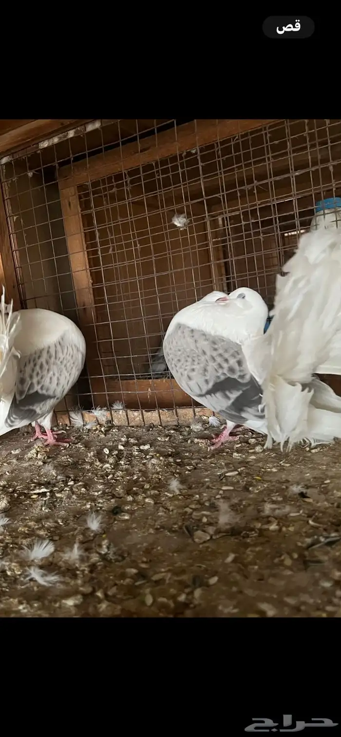 حمام زينه ( تم البيع ) 1