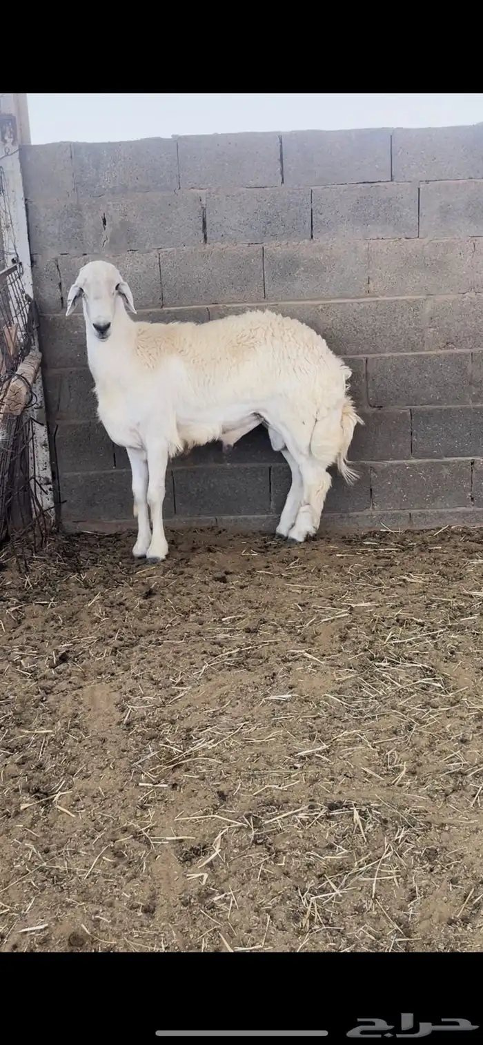 رخال حريات وطلي 11