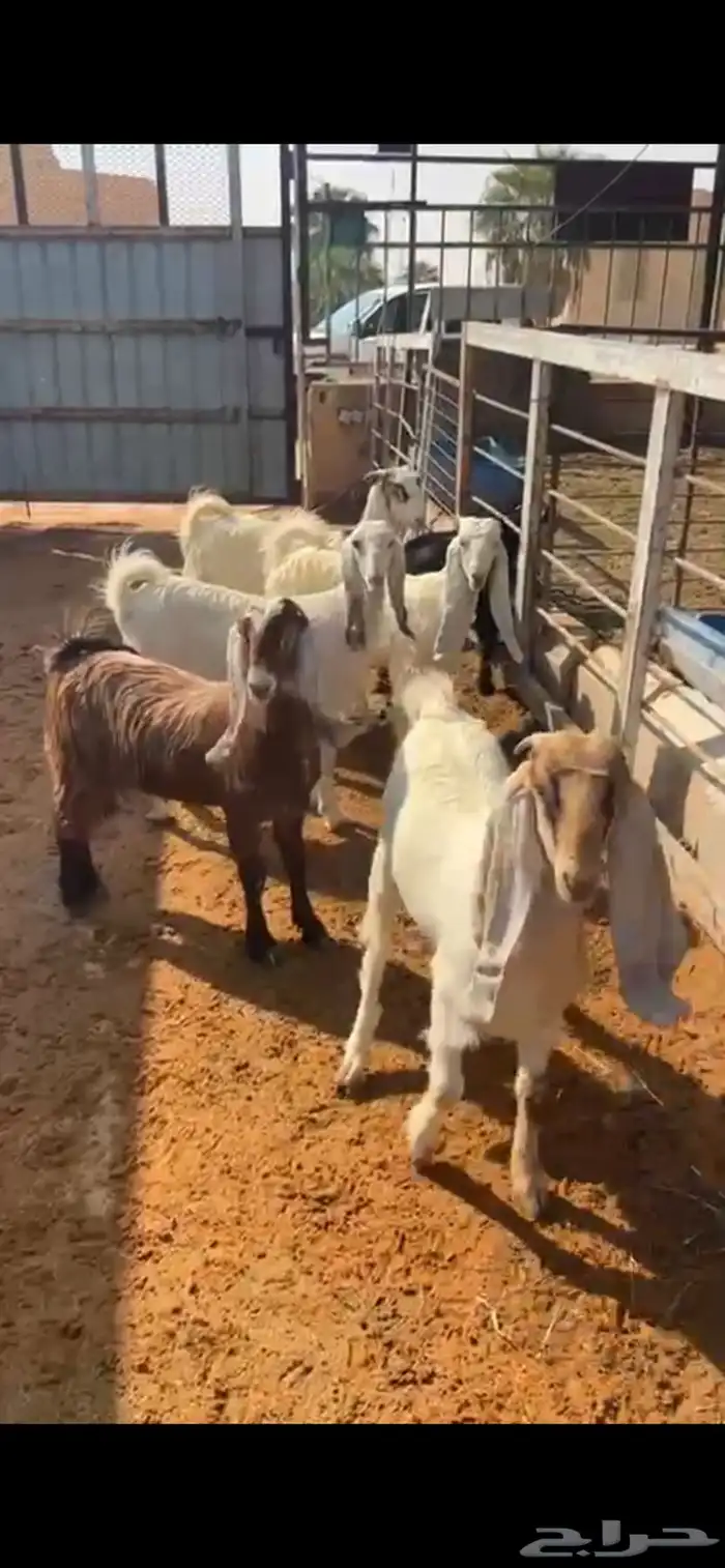 للبيع جفار خصم مقاني طيبه 1