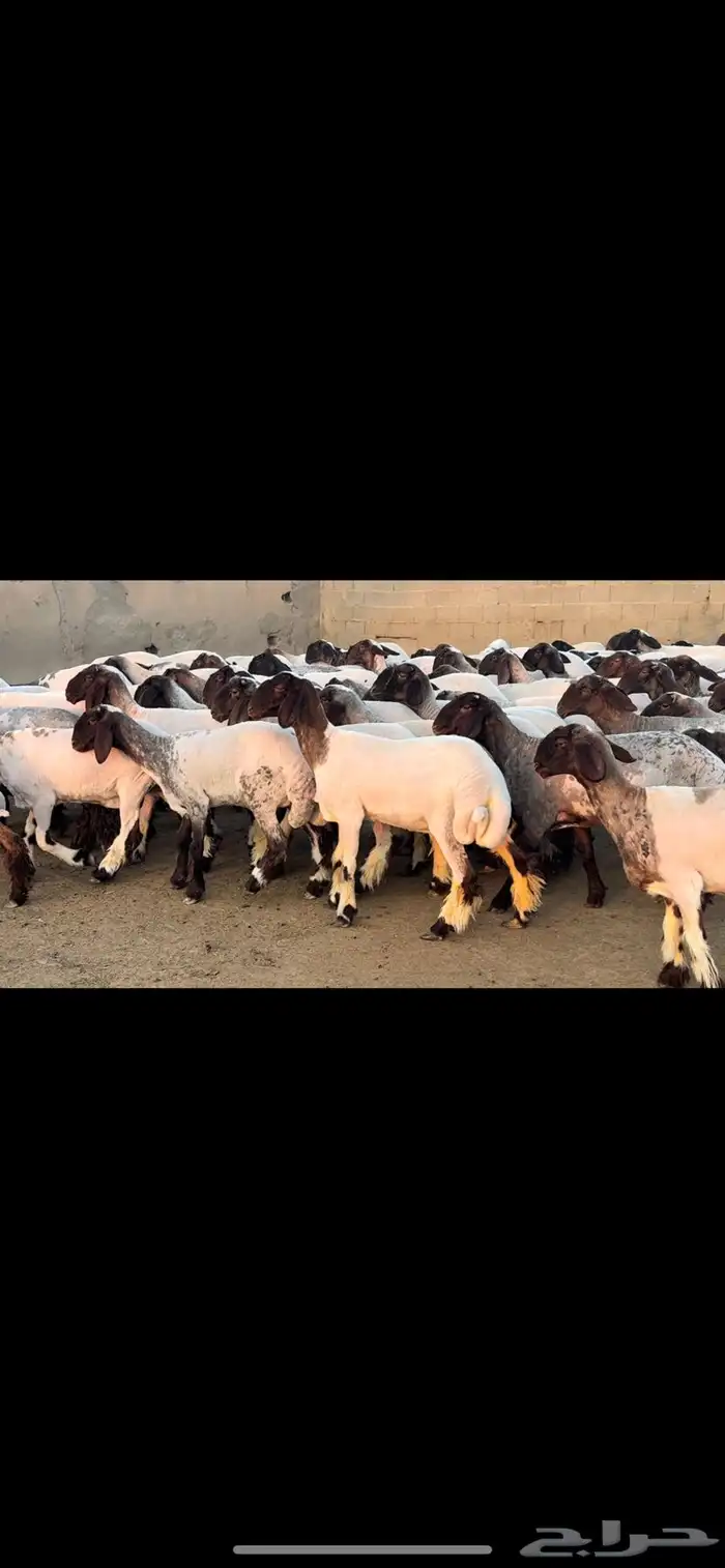 جذعات نعيم فاخره 1