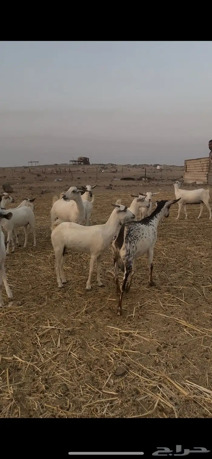 ماعز بيشيات للبيع عدد 69 راس 15