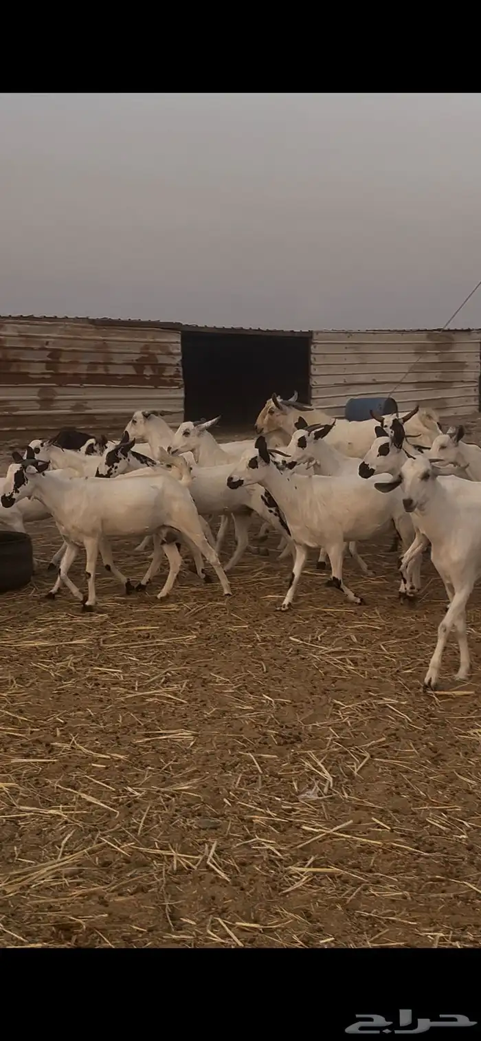 ماعز بيشيات للبيع عدد 69 راس 9