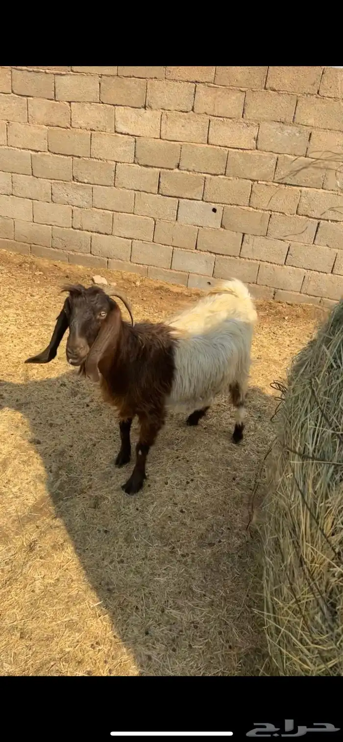 البيع عنز دافع 1