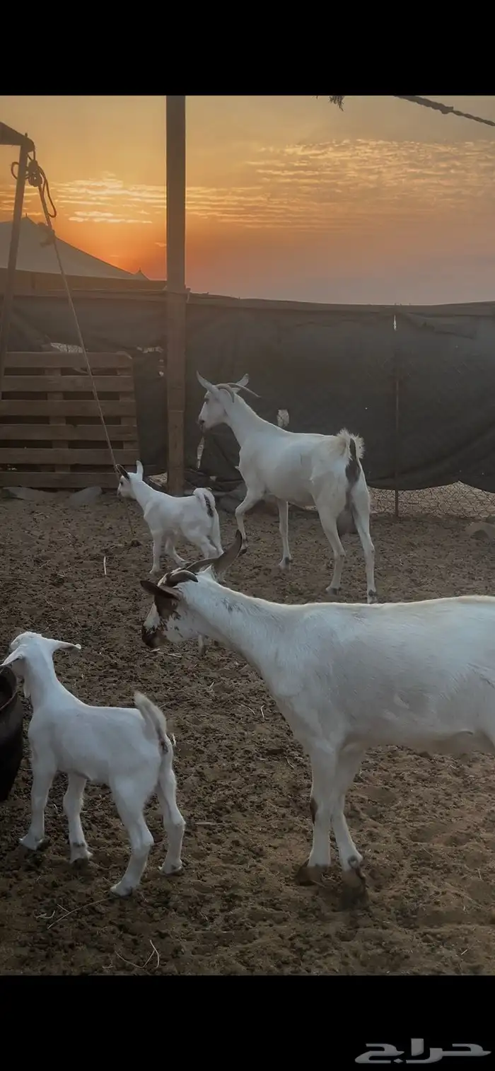 ماعز بيشيات للبيع عدد 69 راس 5