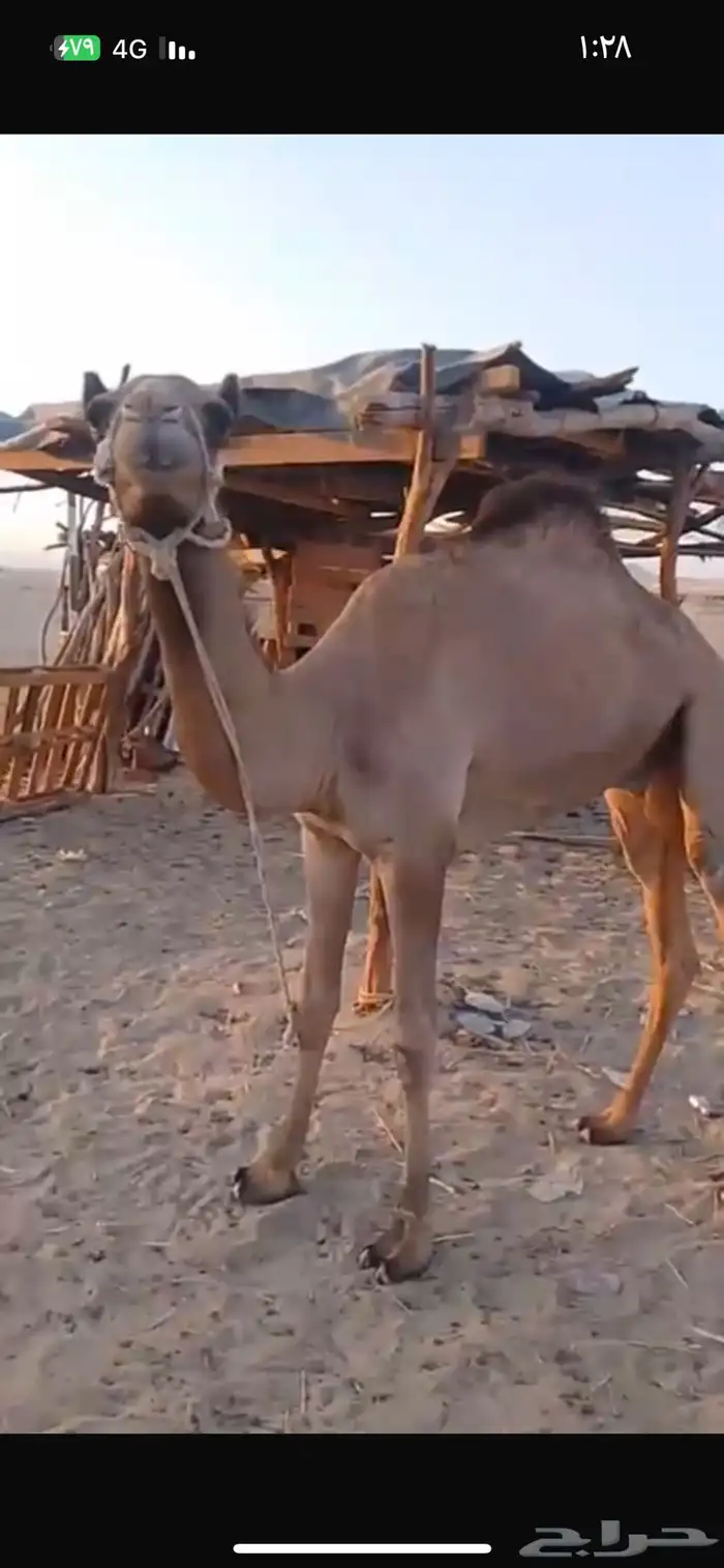 قعود حر للبيع 1