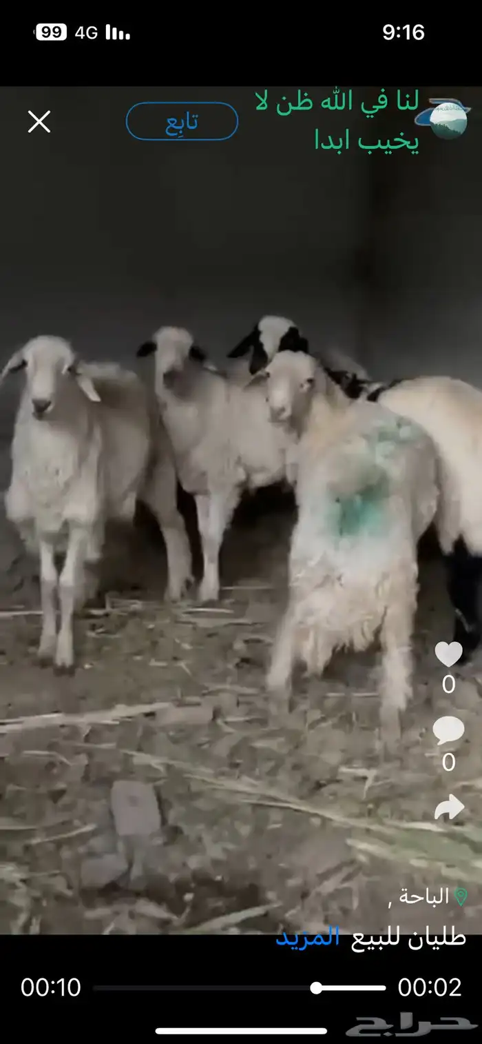 طليان للبيع 0