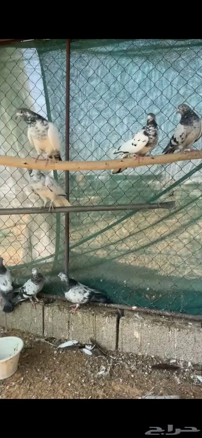 عشة حمام هندي 1