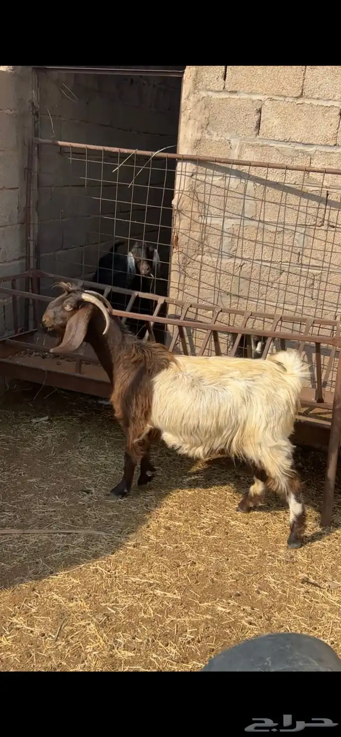 البيع عنز دافع 0