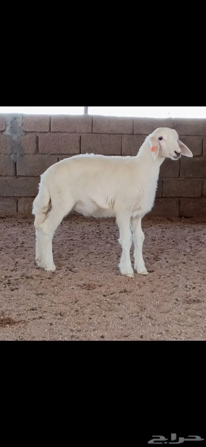 رخل حريه صنف 0