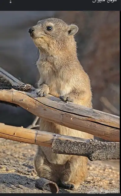 2من الوبران البريه 0