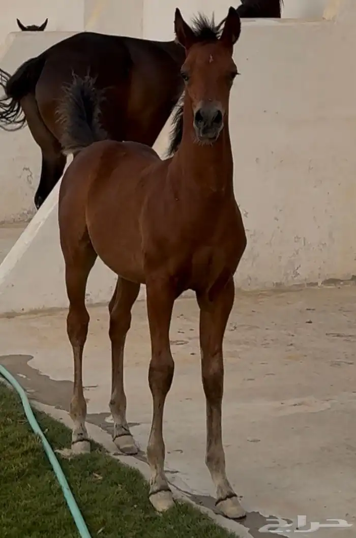 فرس شعبية هادية مهر ( تم البيع ) 4