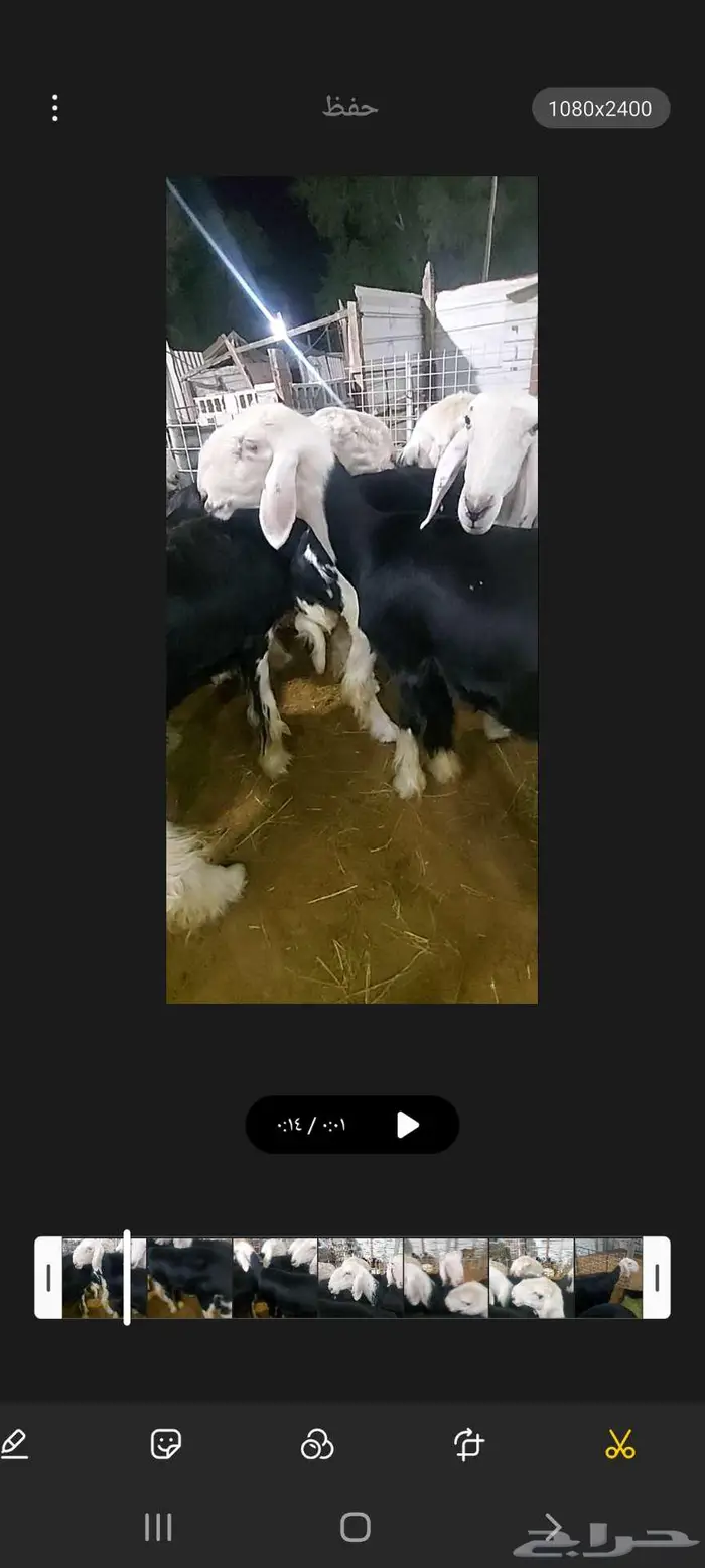 للبيع ثلاث رخال والفحل 0