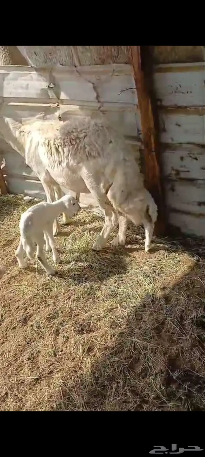 خلفة متومة. وطلي سواكن شحم 1