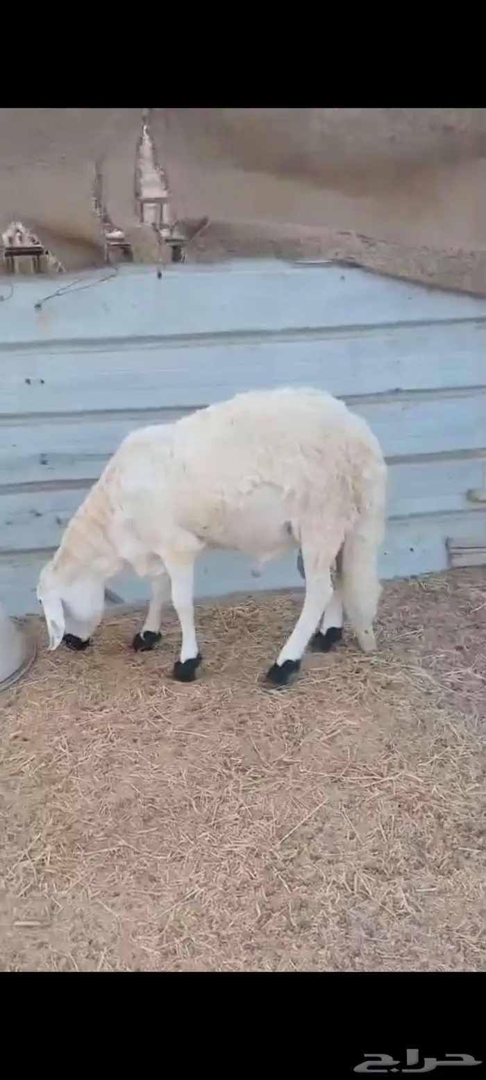 خلفة متومة. وطلي سواكن شحم 2