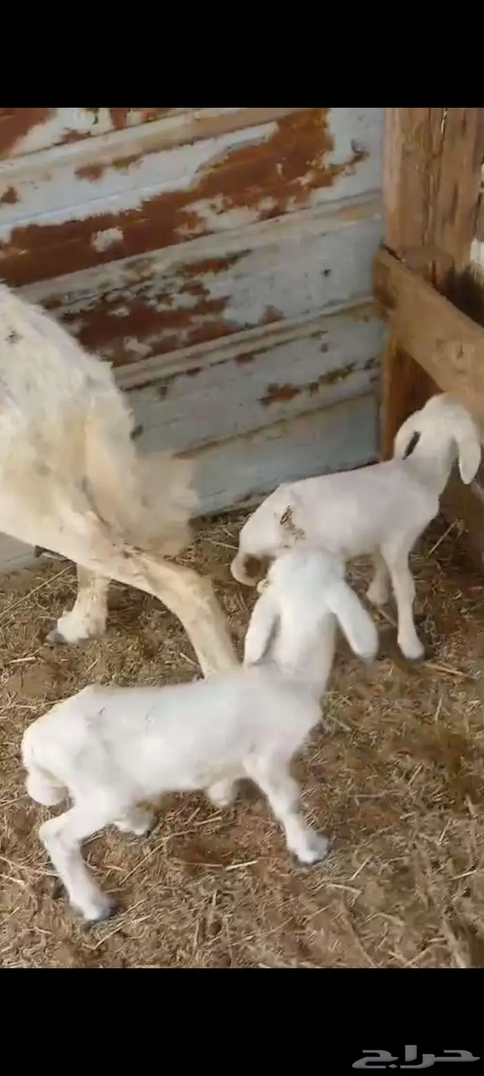 خلفة متومة. وطلي سواكن شحم 3