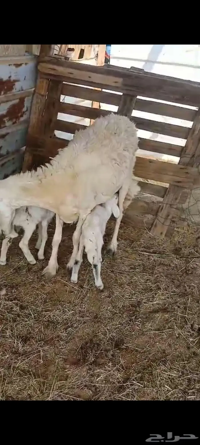 خلفة متومة. وطلي سواكن شحم 0