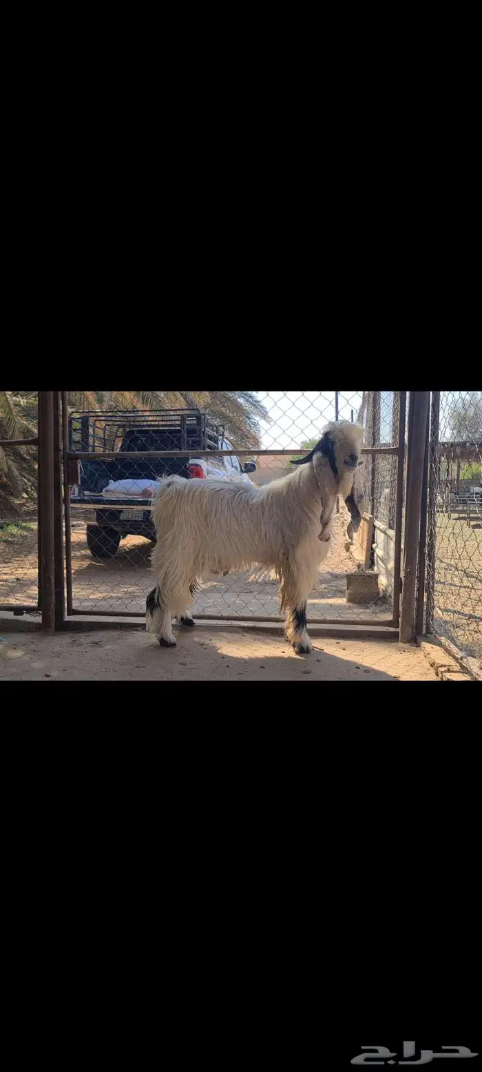 ( تم البيع ) تيس فحل طيب منوة القناي 0