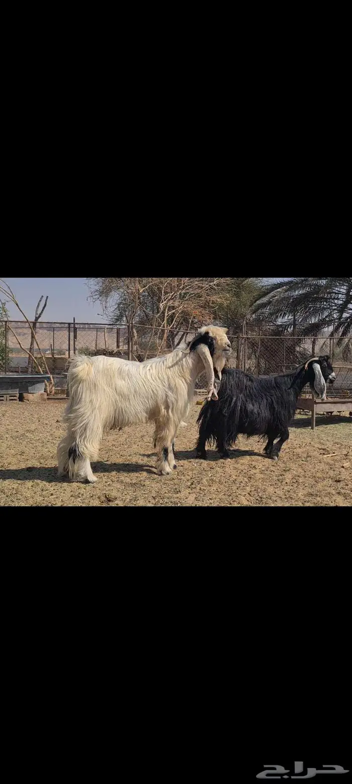 ( تم البيع ) تيس فحل طيب منوة القناي 1