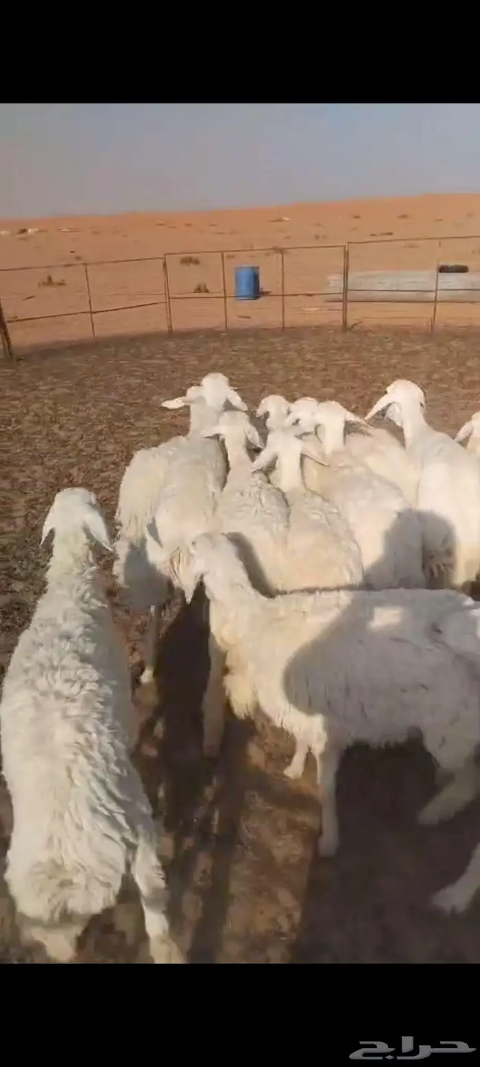 غنم حريات 1