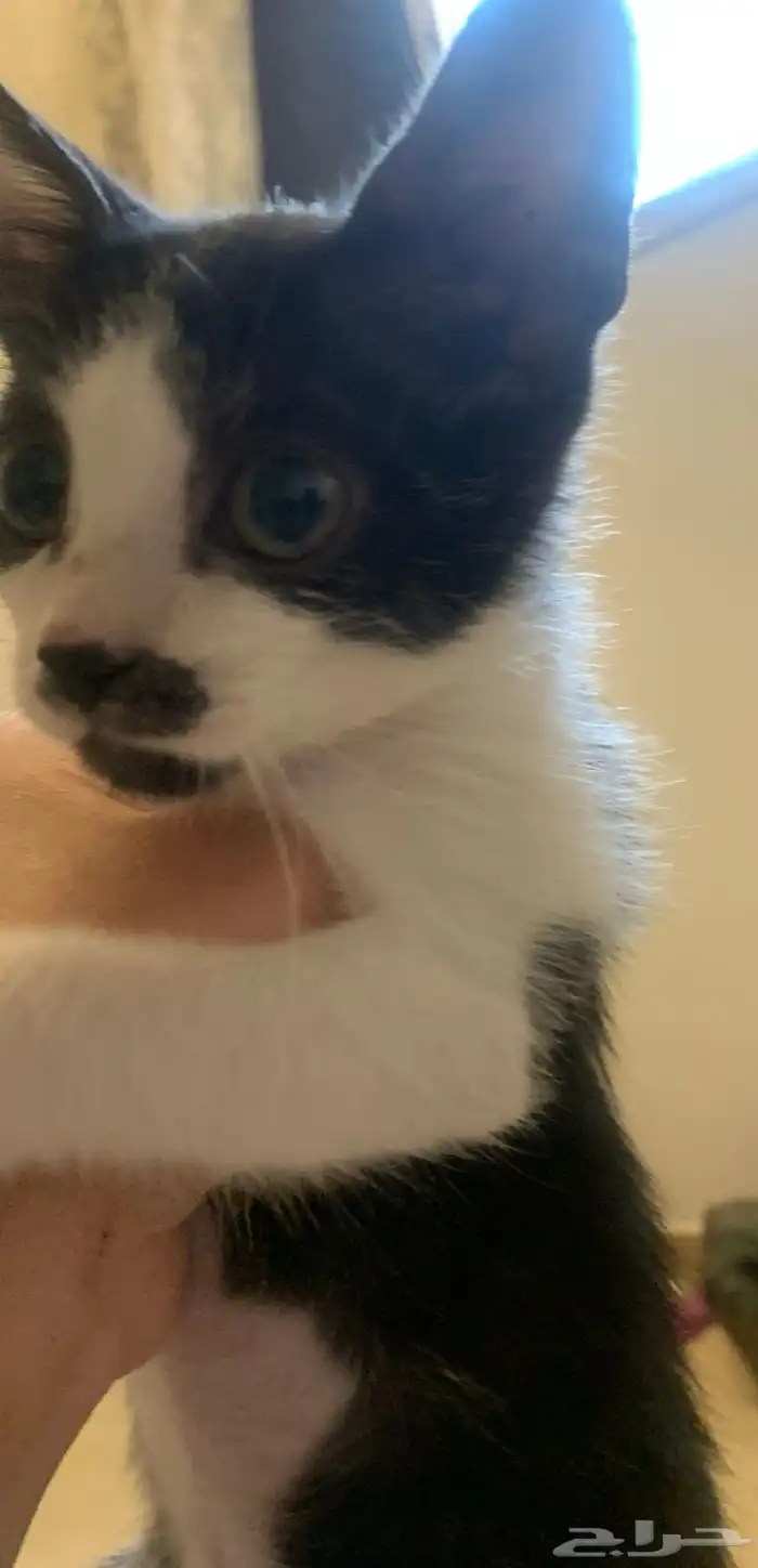 قط توكسيدو ذكر بعمر 3شهور 0