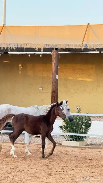 للبيع فرس ومهرتها شعبيه index