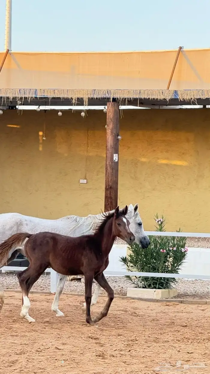 للبيع فرس ومهرتها شعبيه 2