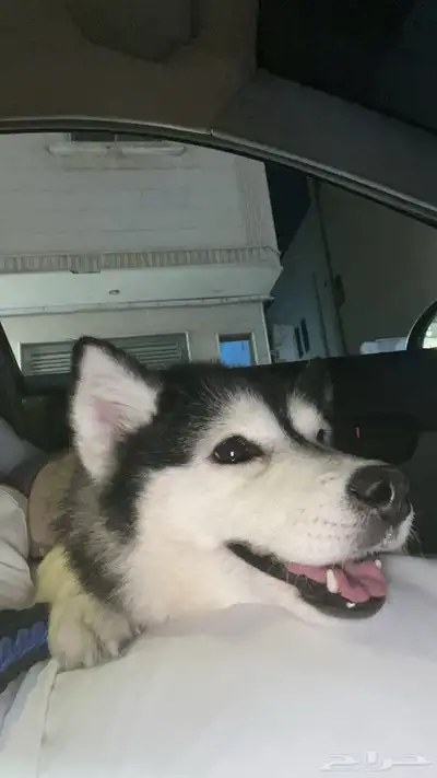 كلب هاسكي index