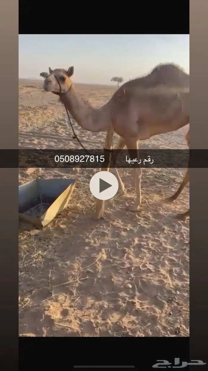 بكره. اصيل أبوها اعز الجيش. للبيع 1