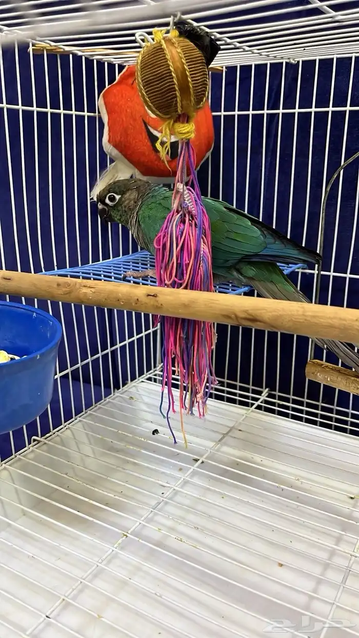 كنيور بلو شيك 0