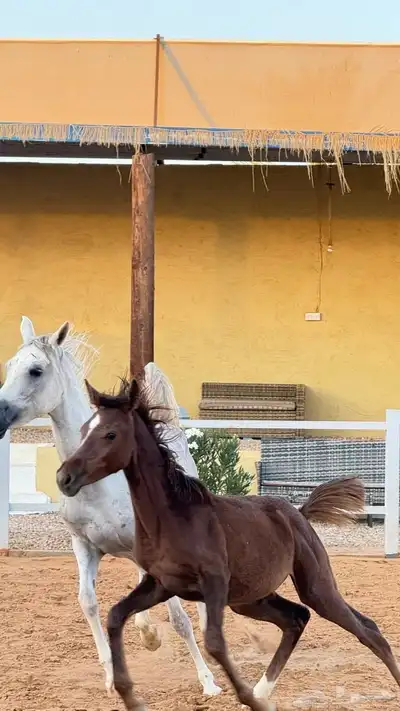 للبيع فرس ومهرتها شعبيه index