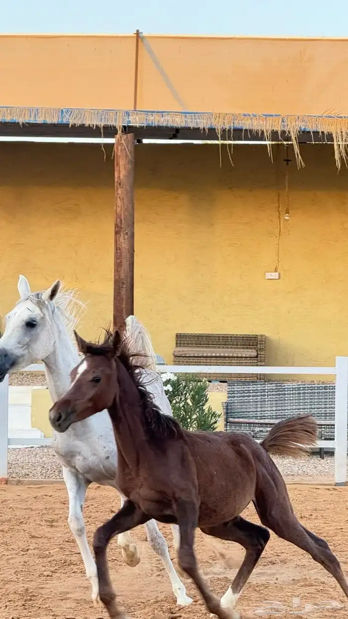 للبيع فرس ومهرتها شعبيه 1