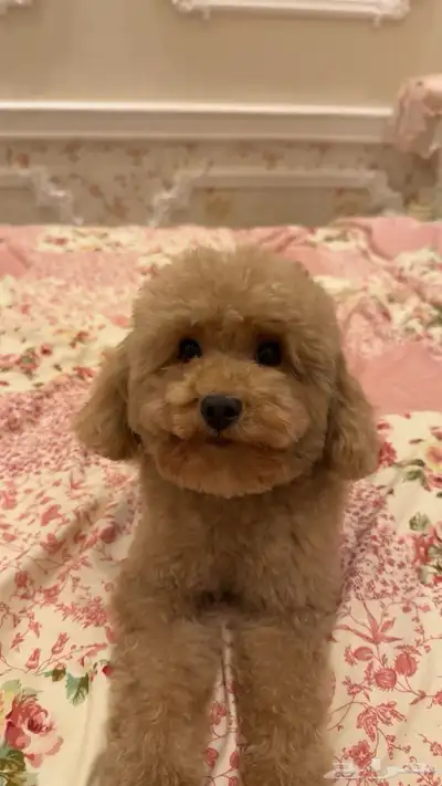 كلب توي بودل بيور اوكراني index