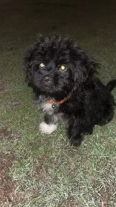 سلام عليكم للبيع كلب يحب اللعب نوعه مالتيز index