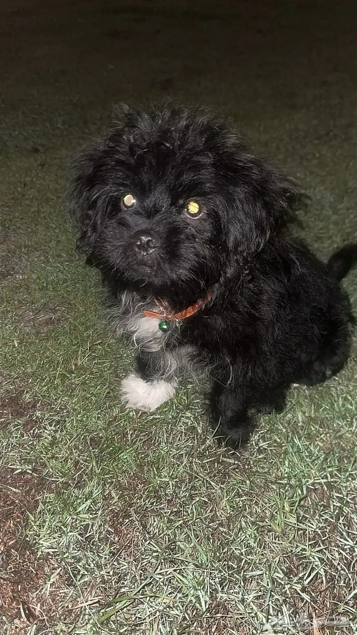 سلام عليكم للبيع كلب يحب اللعب نوعه مالتيز 1