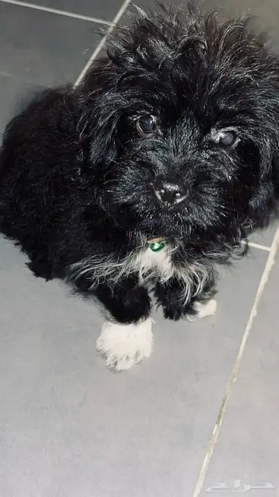 سلام عليكم للبيع كلب يحب اللعب نوعه مالتيز index