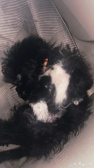 سلام عليكم للبيع كلب يحب اللعب نوعه مالتيز index