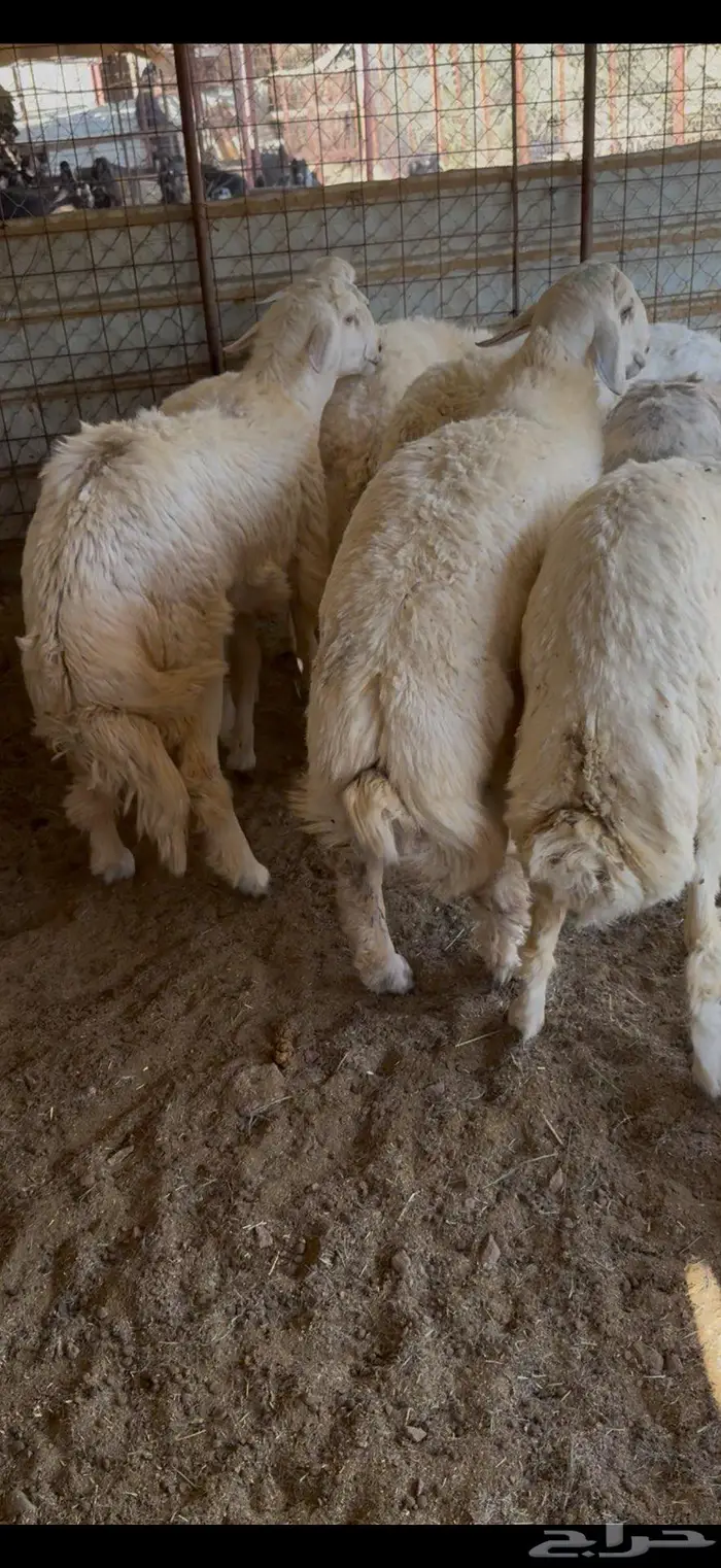 طليان جبره 2