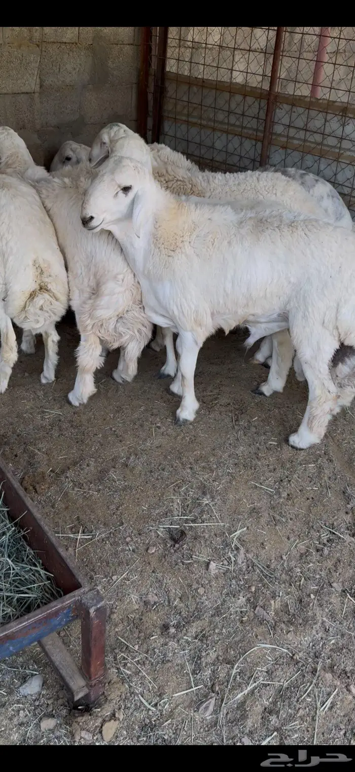 طليان جبره 0