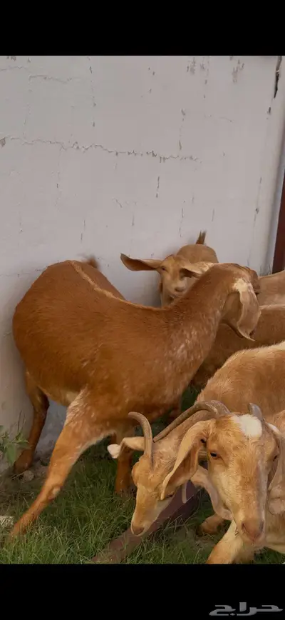 معزا صنف وفواخر index