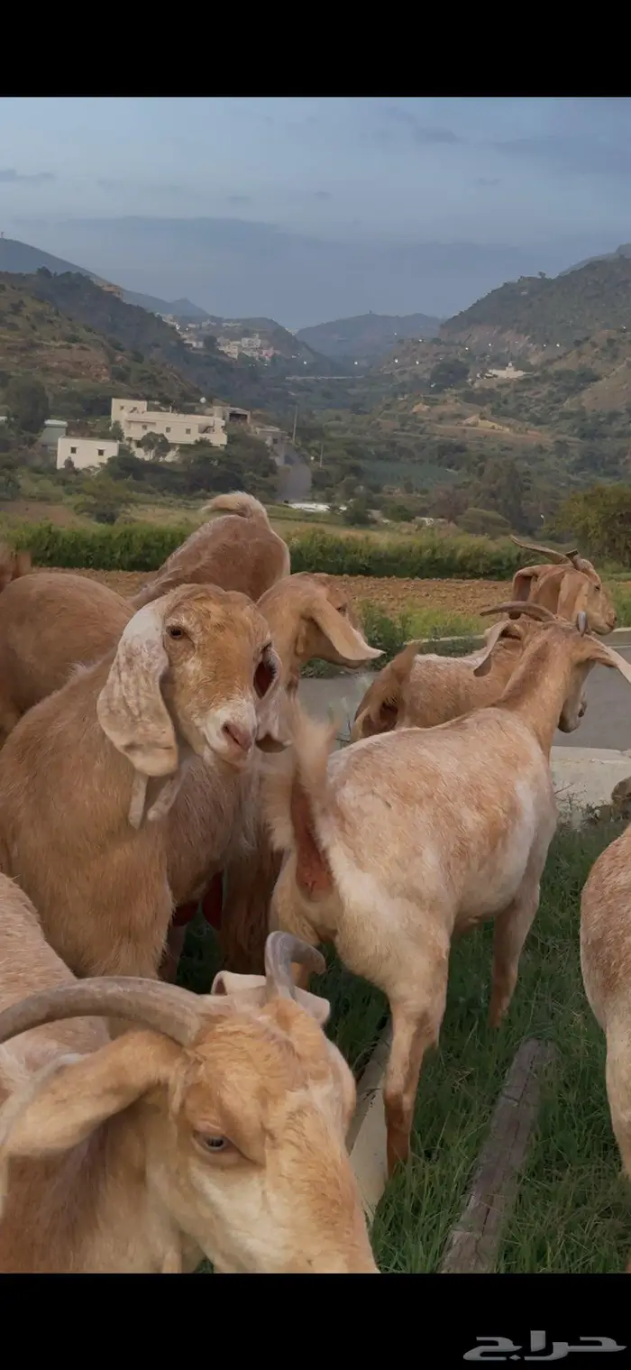 معزا صنف وفواخر 2