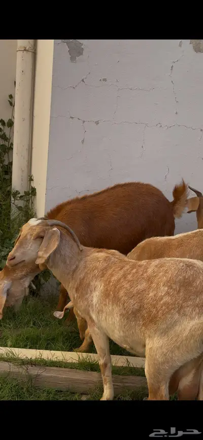 معزا صنف وفواخر index