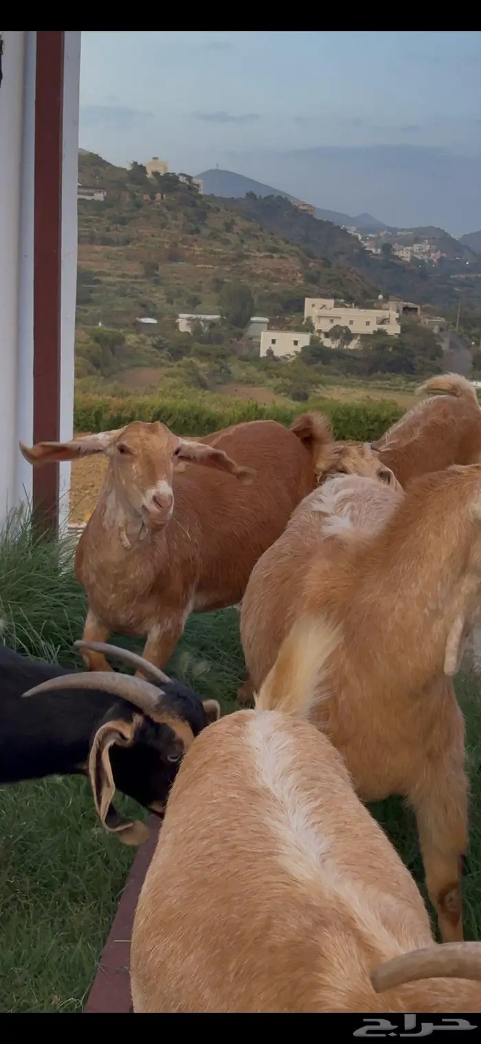 معزا صنف وفواخر 8