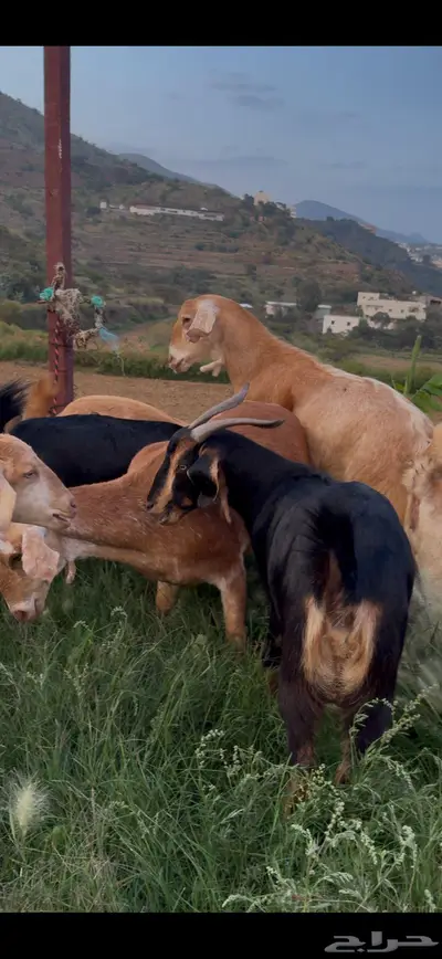 معزا صنف وفواخر index