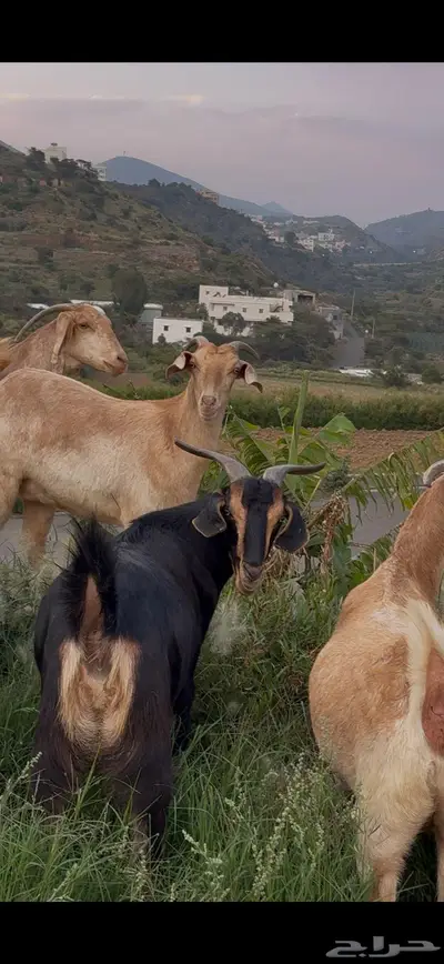 معزا صنف وفواخر index