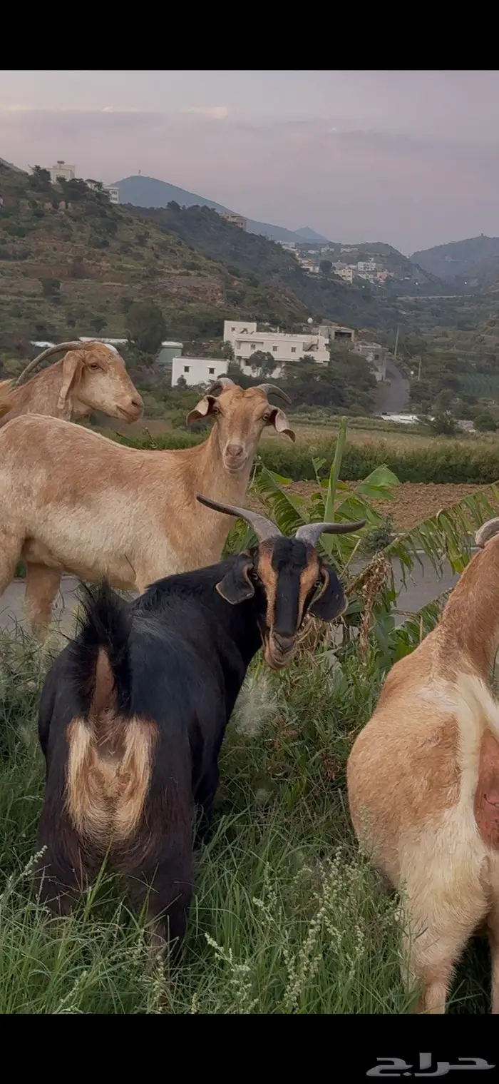 معزا صنف وفواخر 4