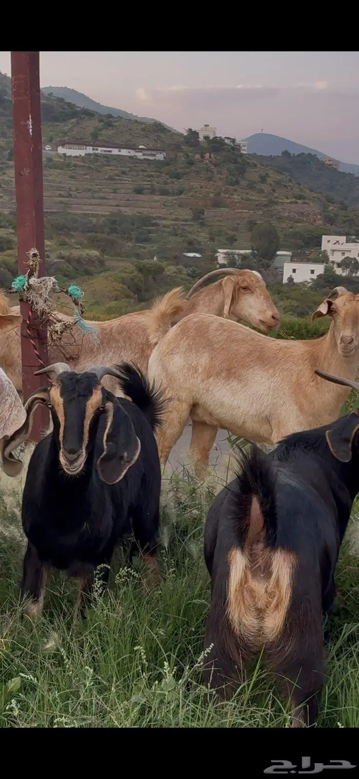 معزا صنف وفواخر 7