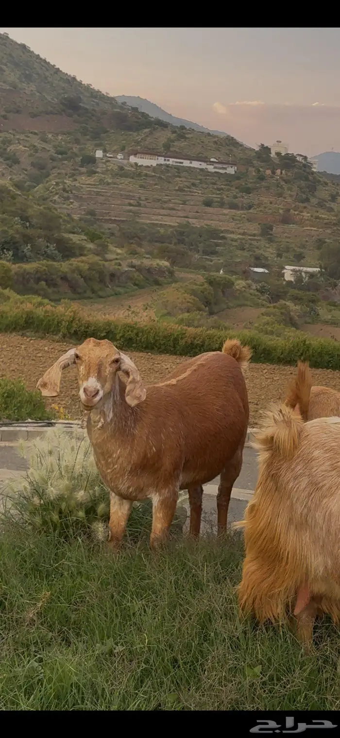 معزا صنف وفواخر 9